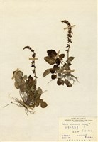 藏品(阿里山紫緣花鼠尾草)的圖片